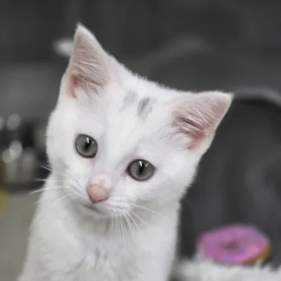 Angel